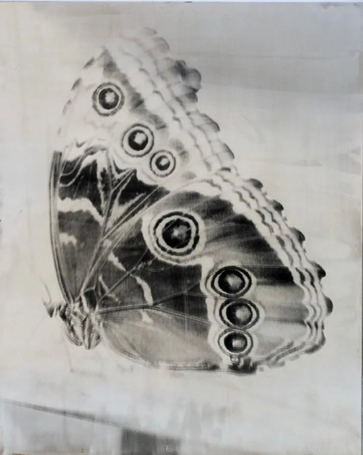 imagine di Farfalla - @copywrite Alice Dourenn